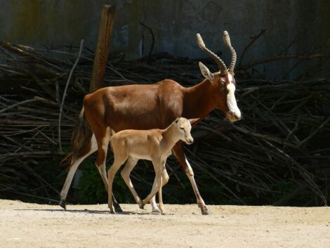 Nachwuchs im Affenhaus und Afrika-Revier: <br>Zoo Heidelberg freut sich über Jungtiere