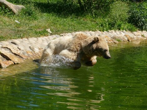 Wenn selbst Elefanten baden gehen: Wie der Zoo auf die Hitzewelle reagiert