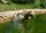 Wenn selbst Elefanten baden gehen: Wie der Zoo auf die Hitzewelle reagiert
