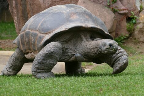 Große Schritte für die Langsamsten der Welt: Schildkrötenhaus macht Fortschritte