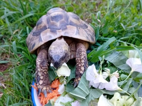Beliebte Haustiere mit großem Freiheitsdrang <br>Tipps zur Haltung von Landschildkröten