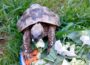 Beliebte Haustiere mit großem Freiheitsdrang – Tipps zur Haltung von Landschildkröten