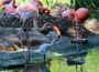 Graue Küken zwischen rosa Flamingos  – Nachwuchs bei den Kuba-Flamingos im Zoo