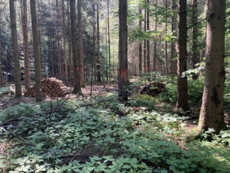 Borkenkäfer breitet sich wieder aus: <br>Waldbesitzer sollen Bestände kontrollieren