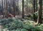 Borkenkäfer breitet sich wieder aus: <br>Waldbesitzer sollen Bestände kontrollieren