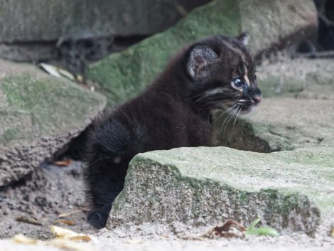Erfolg für den Artenschutz: <br>Goldkatzen-Nachwuchs im Zoo Heidelberg
