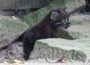 Erfolg für den Artenschutz: Goldkatzen-Nachwuchs im Zoo Heidelberg