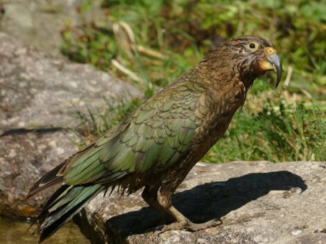 Neuzugang mit Köpfchen: Keas erkunden ihre neue Voliere im Zoo Heidelberg