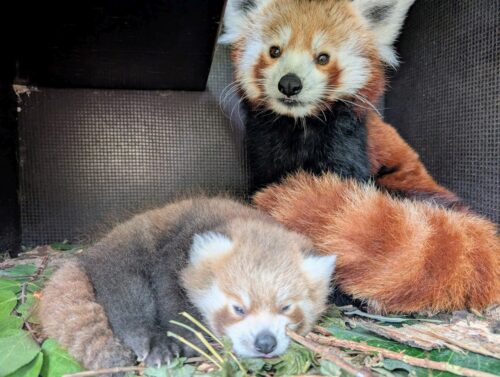 1,2 Kilo schwer und gesund: Panda-Nachwuchs im Zoo Heidelberg untersucht