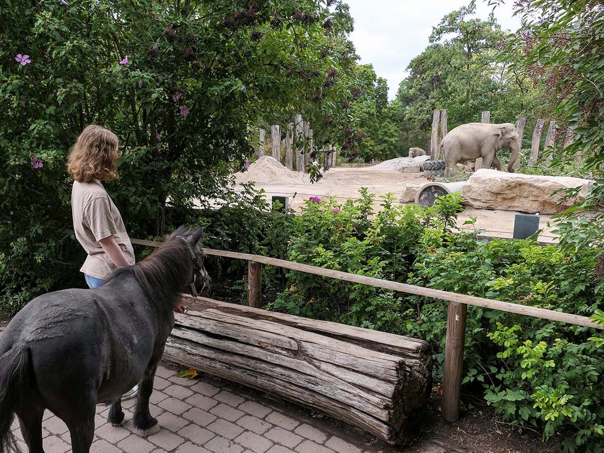 Pony Purzel testet die Strecke des Schildkrötenlaufs im Zoo Heidelberg