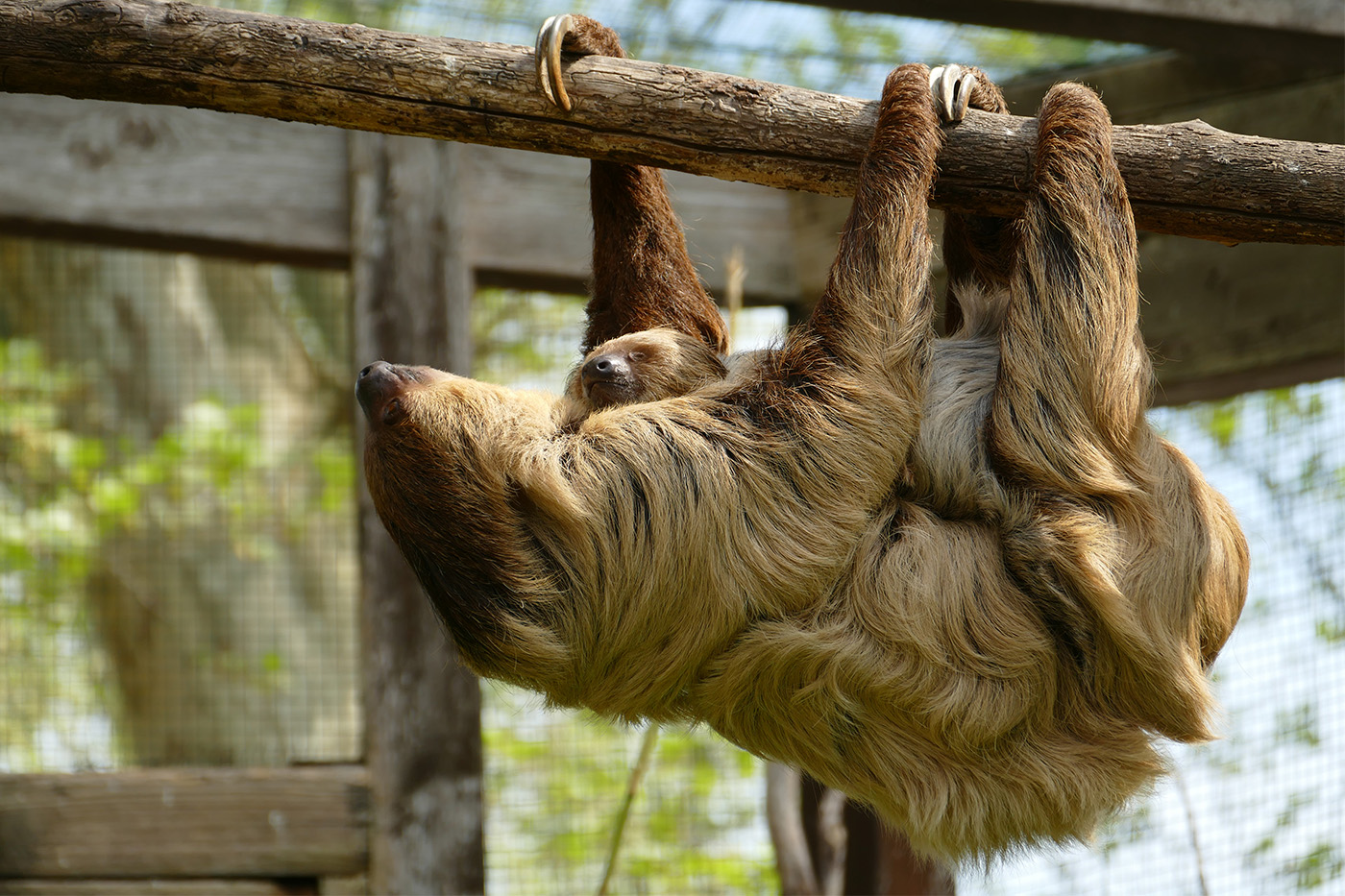 Wenn im Zoo Feierabend ist: Wer jetzt erst richtig wach wird