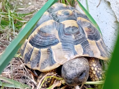 Zwei Schildkröten suchen noch ein Zuhause