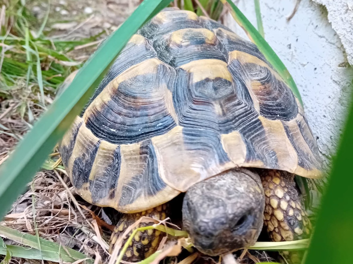 Zwei Schildkröten suchen noch ein Zuhause