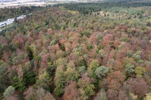 Bis in den Stamm ausgetrocknet: Was die Hitze mit unseren Buchen macht