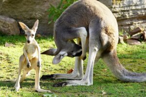 Kleine Sprünge, große Entdeckungen: Känguru-Nachwuchs im Zoo Heidelberg