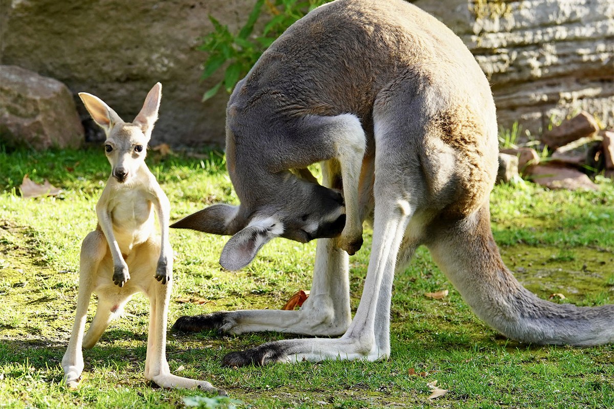 Kleine Sprünge, große Entdeckungen: Känguru-Nachwuchs im Zoo Heidelberg