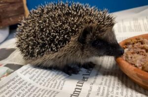 Wanderer oder Waisenkind? Nicht jeder junge Igel braucht Hilfe