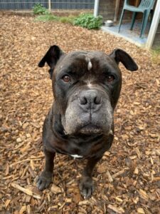 Jackson – ein liebenswerter Pechvogel – Old English Bulldog Rüde sucht ein Zuhause
