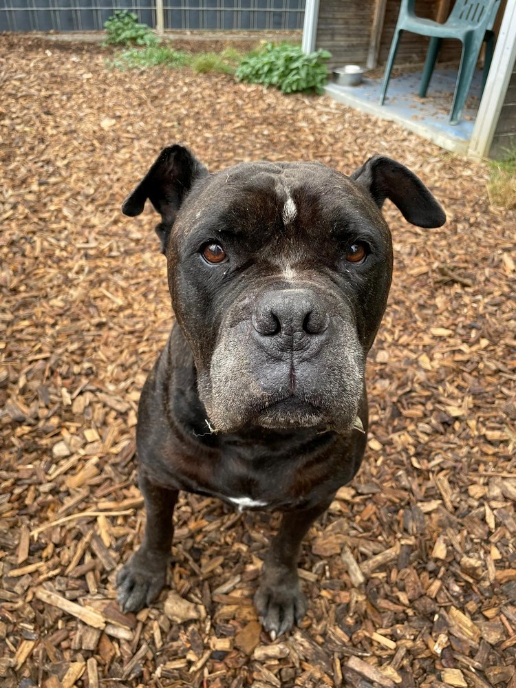 Jackson – ein liebenswerter Pechvogel – Old English Bulldog Rüde sucht ein Zuhause