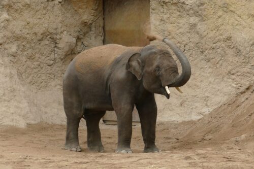 Neuer Elefant im Zoo – „Vinh“ bringt neue Dynamik in die Gruppe