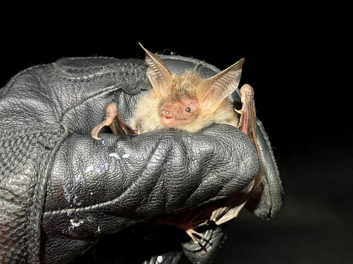 Seltene Jägerin der Nacht: Die Bechsteinfledermaus lebt auch an der Bergstraße