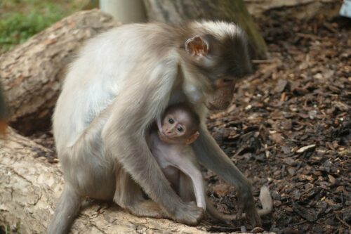 Mangabenmutter beschützt ihren Nachwuchs im Zoo Heidelberg