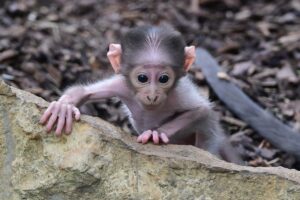 Ein bisschen Gollum, ganz viel Niedlichkeit