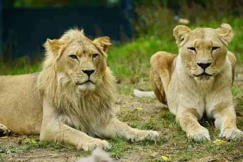Der junge Löwe Nouri liegt neben seiner Mutter Binta auf der Löwenanlage im Zoo Heidelberg.