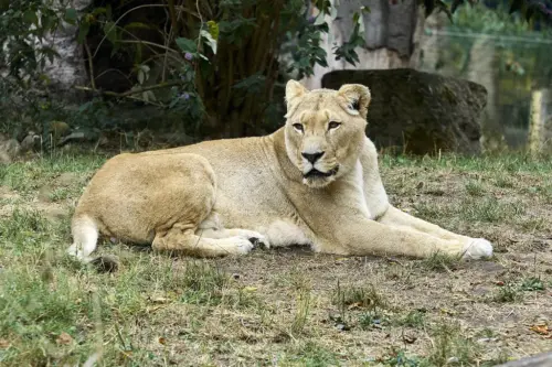 Die Löwin Binta liegt auf der Anlage im Zoo Heidelberg.