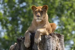 Neue Löwin Nala im Zoo Heidelberg eingezogen