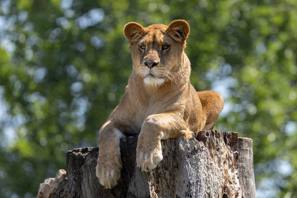 Neue Löwin Nala im Zoo Heidelberg eingezogen